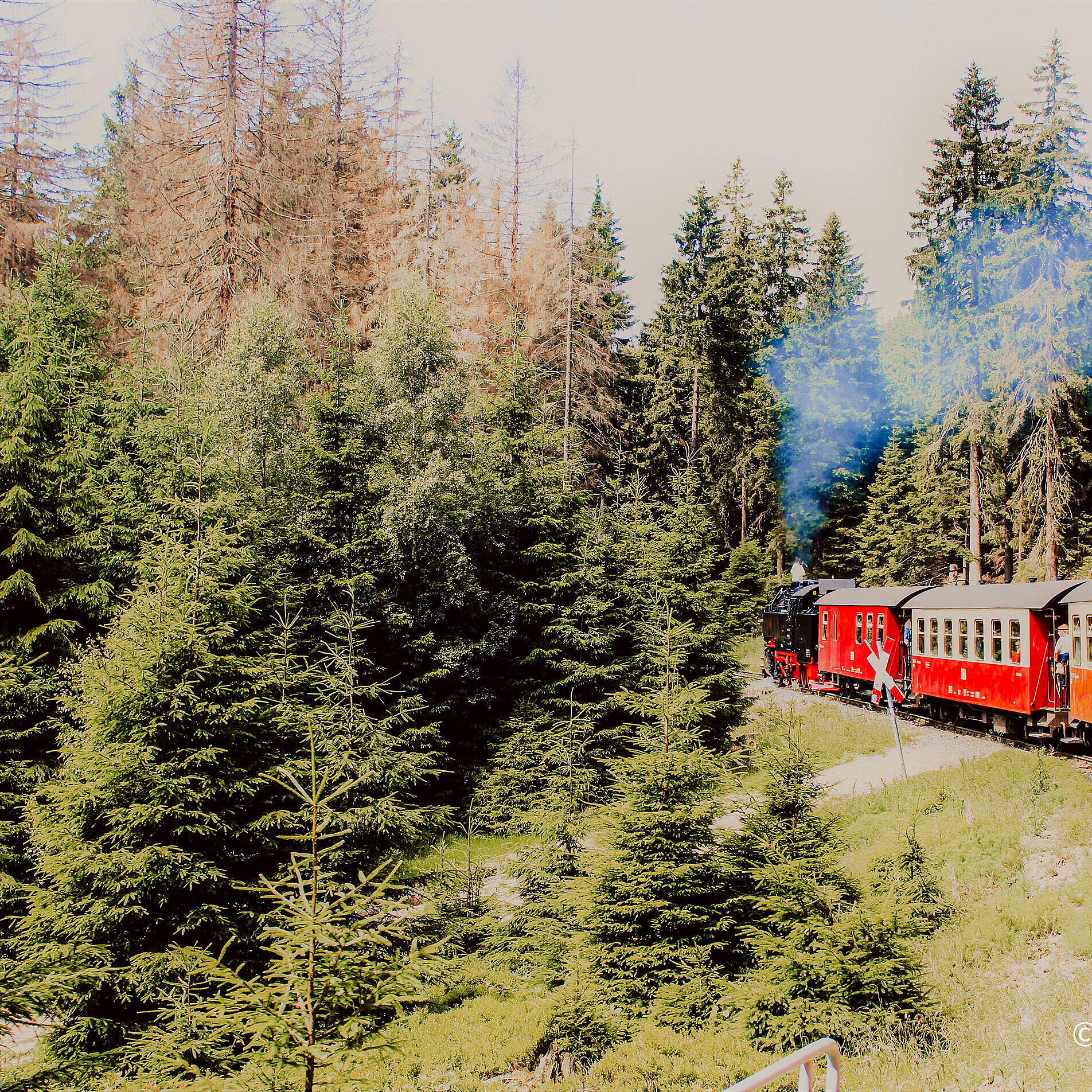 Blick aus der Harzer Schmalspurbahn durch den Nadelwald