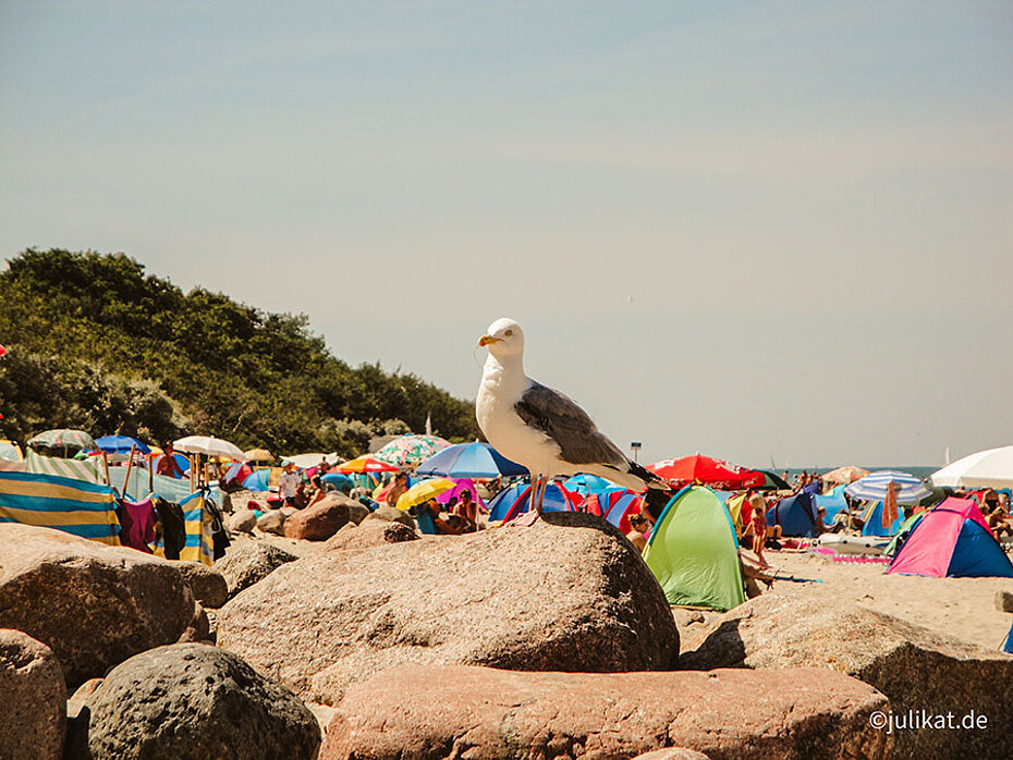 Freche Möwe auf Steinen