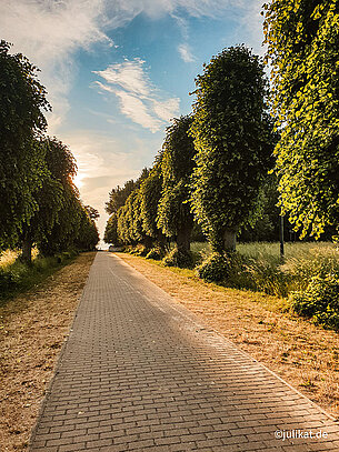 Lindenallee bei Abendstimmung